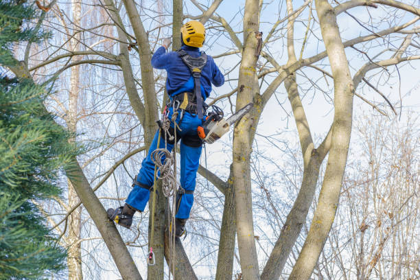 Best Tree Disease Treatment  in Oakfield, WI