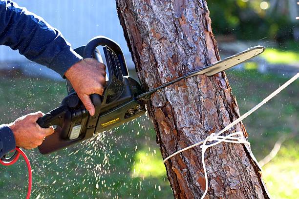 Best Arborist Consultation Services  in Oakfield, WI