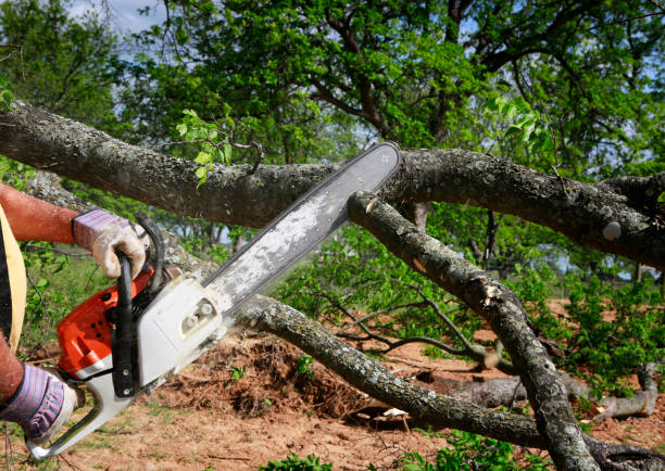 How Our Tree Care Process Works  in  Oakfield, WI